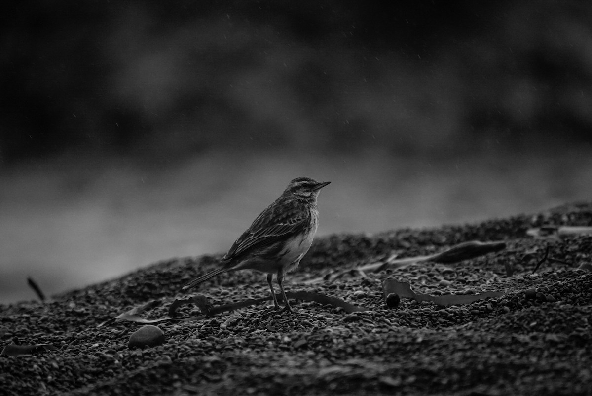 New Zealand Pipit - ML647058487