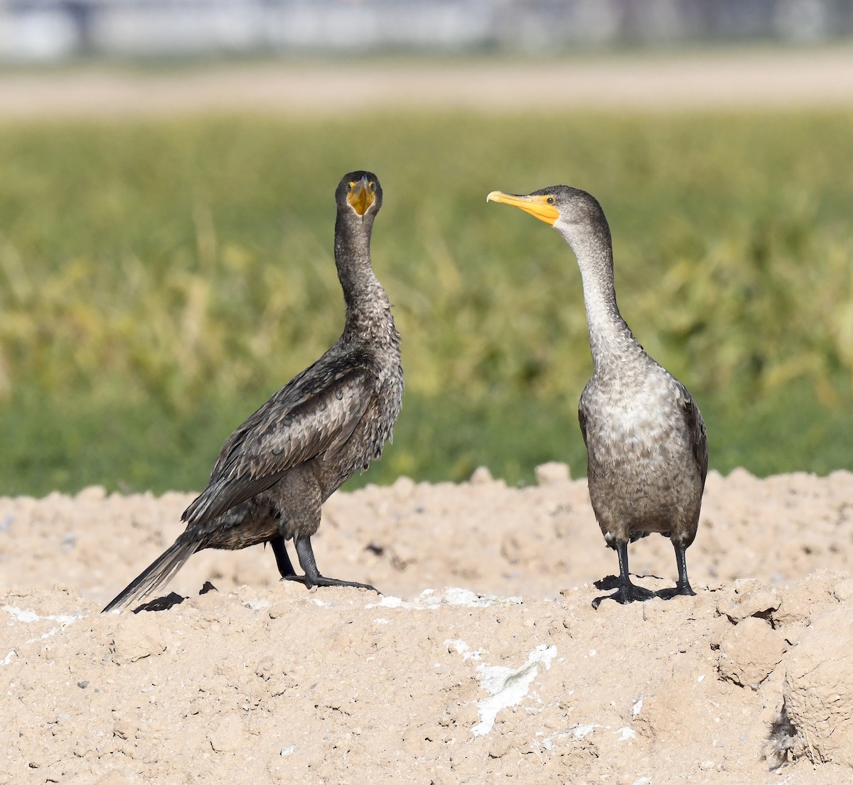 kormorán ušatý - ML647058488