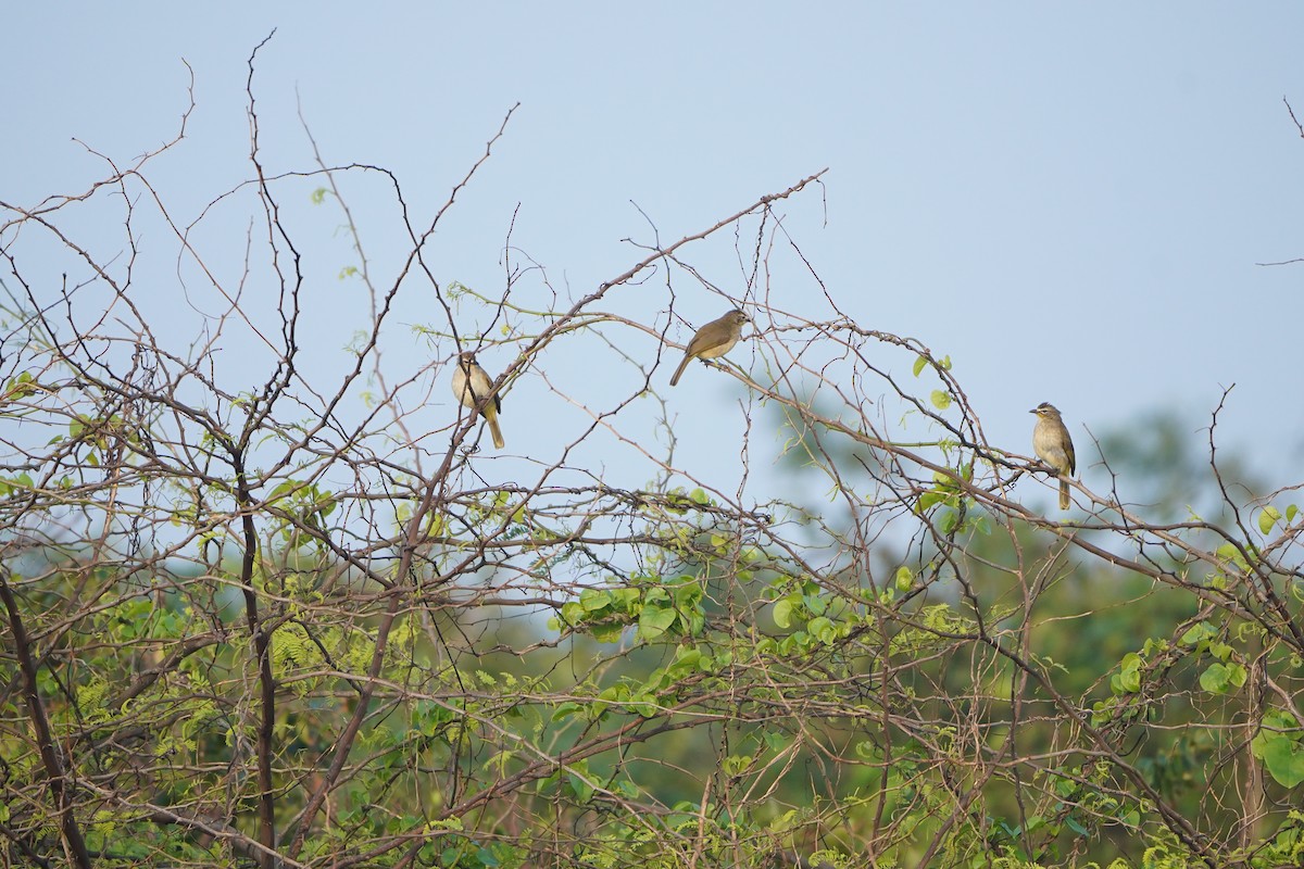 White-browed Bulbul - ML647058498