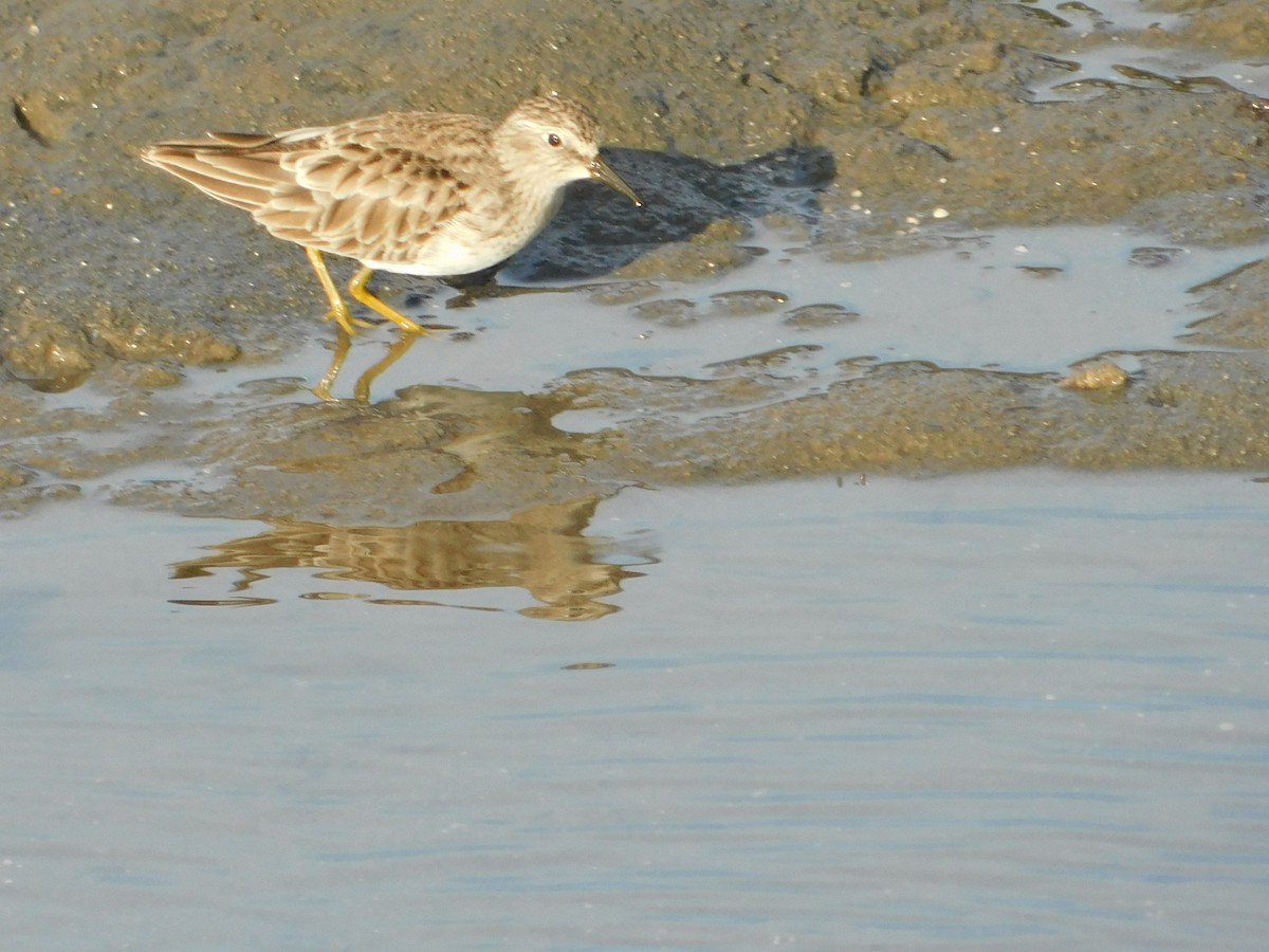 Least Sandpiper - ML647058499