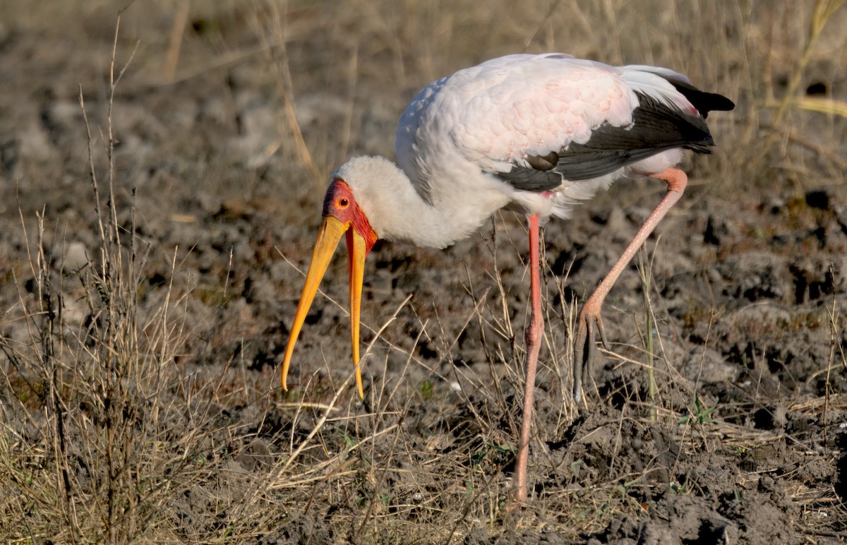 Yellow-billed Stork - ML647058503