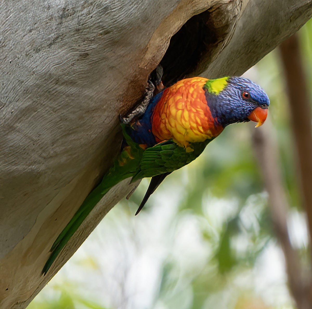 Rainbow Lorikeet - ML647058506