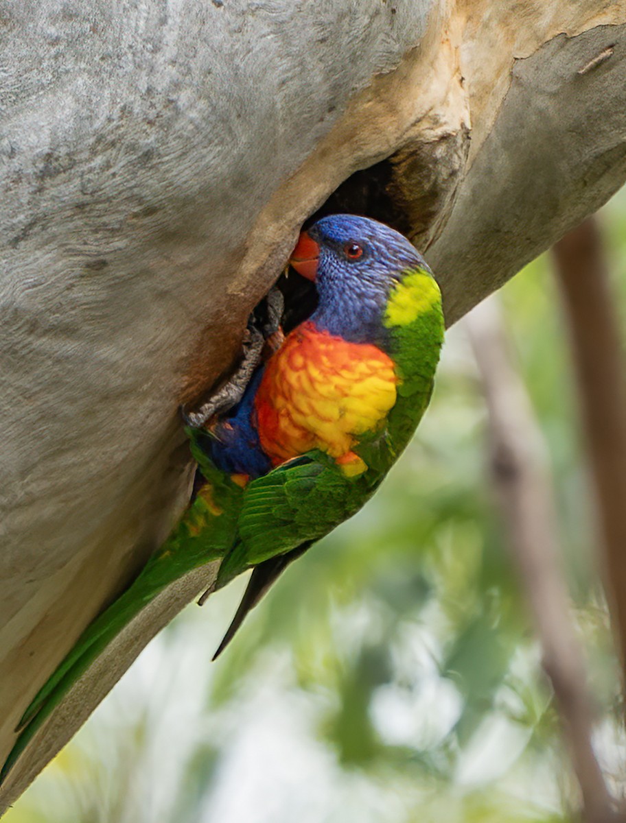 Rainbow Lorikeet - ML647058507