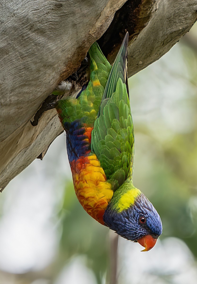 Rainbow Lorikeet - ML647058508