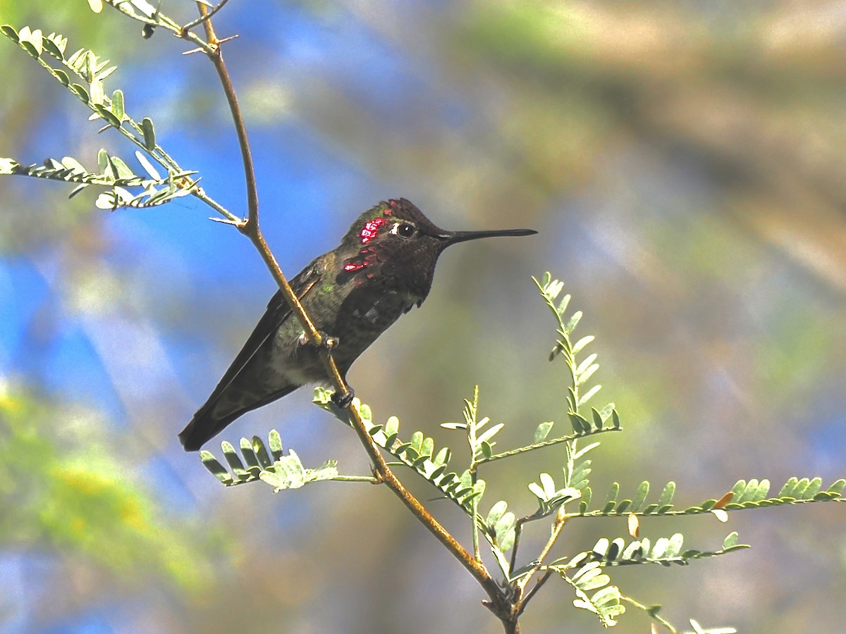 Anna's Hummingbird - ML647058509