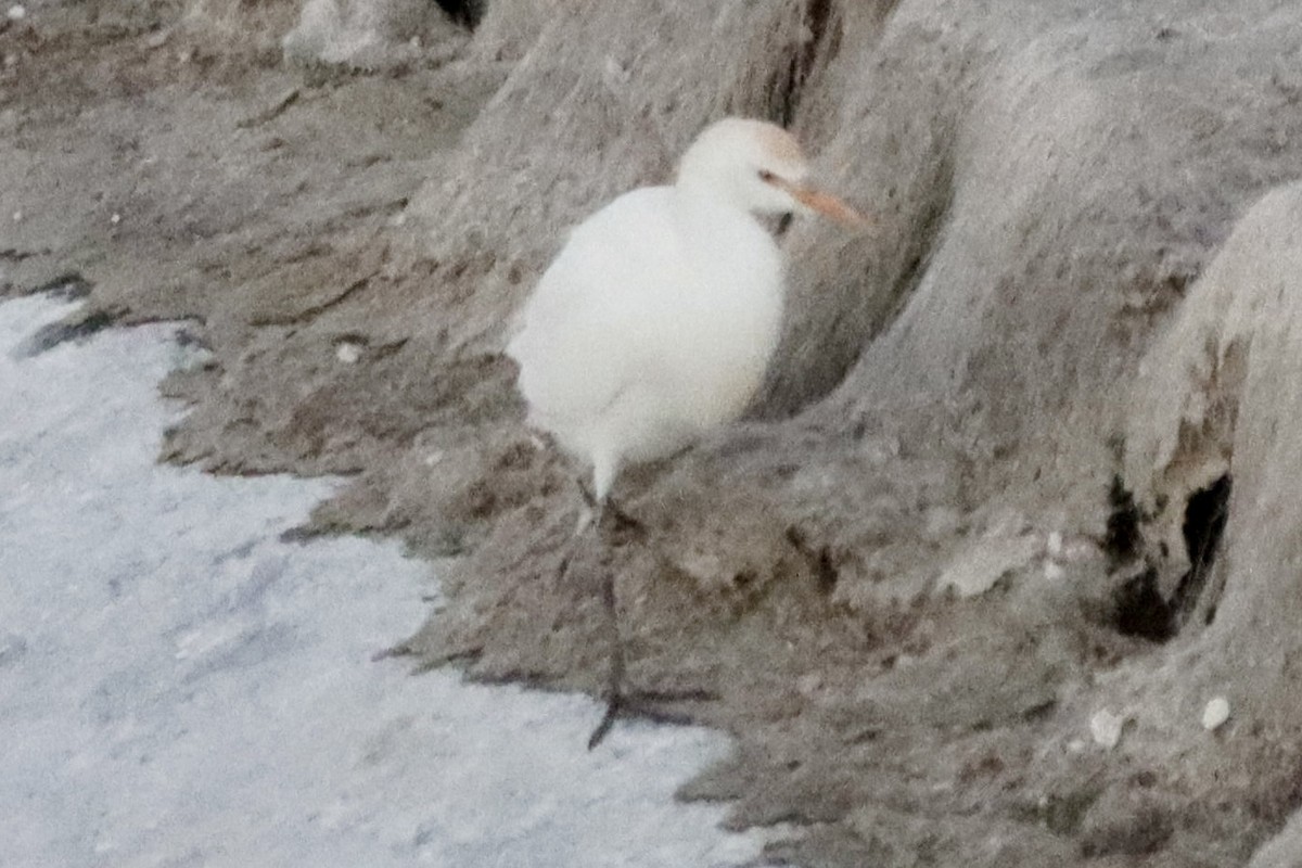 Western Cattle-Egret - ML647058510