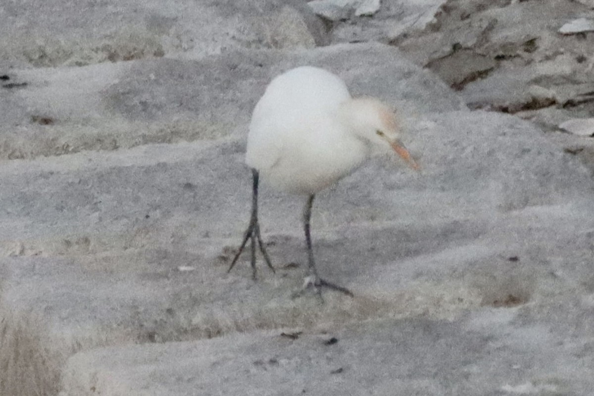 Western Cattle-Egret - ML647058511