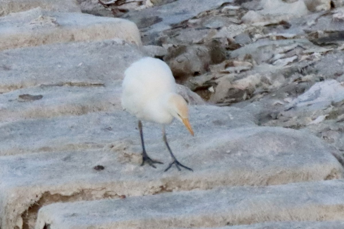 Western Cattle-Egret - ML647058512