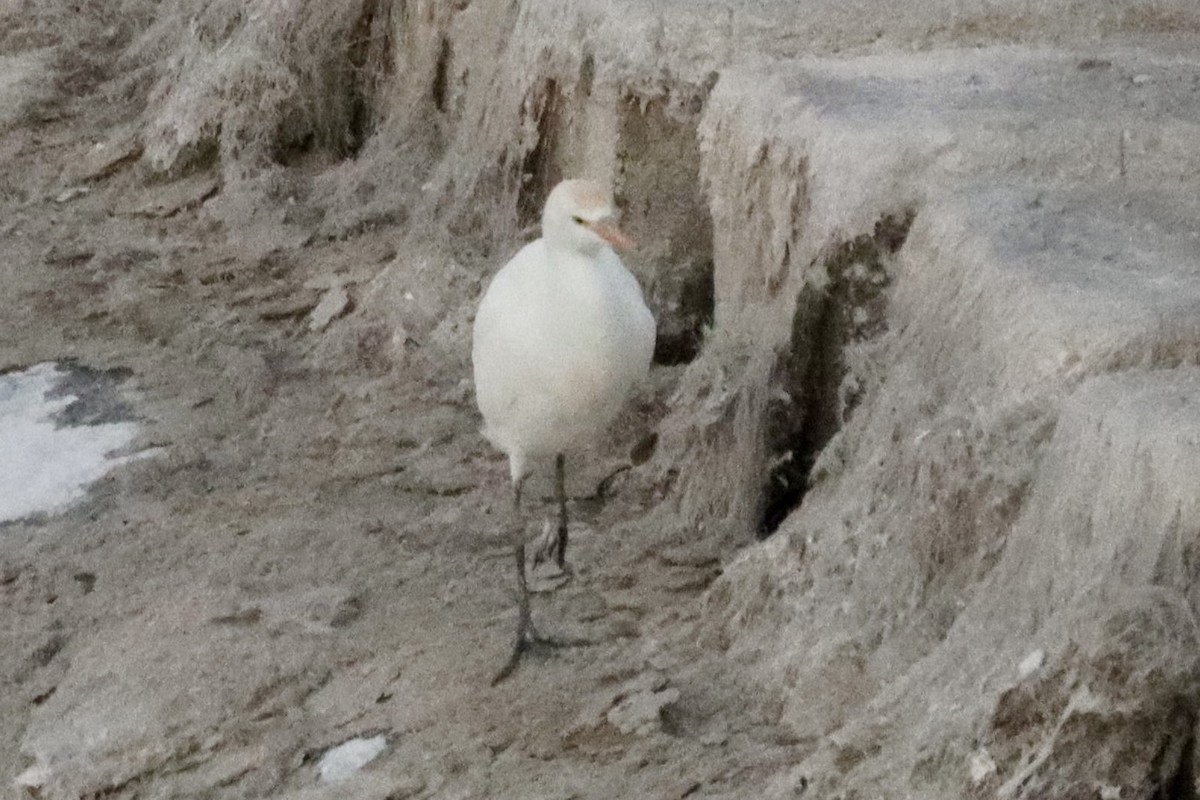 Western Cattle-Egret - ML647058513