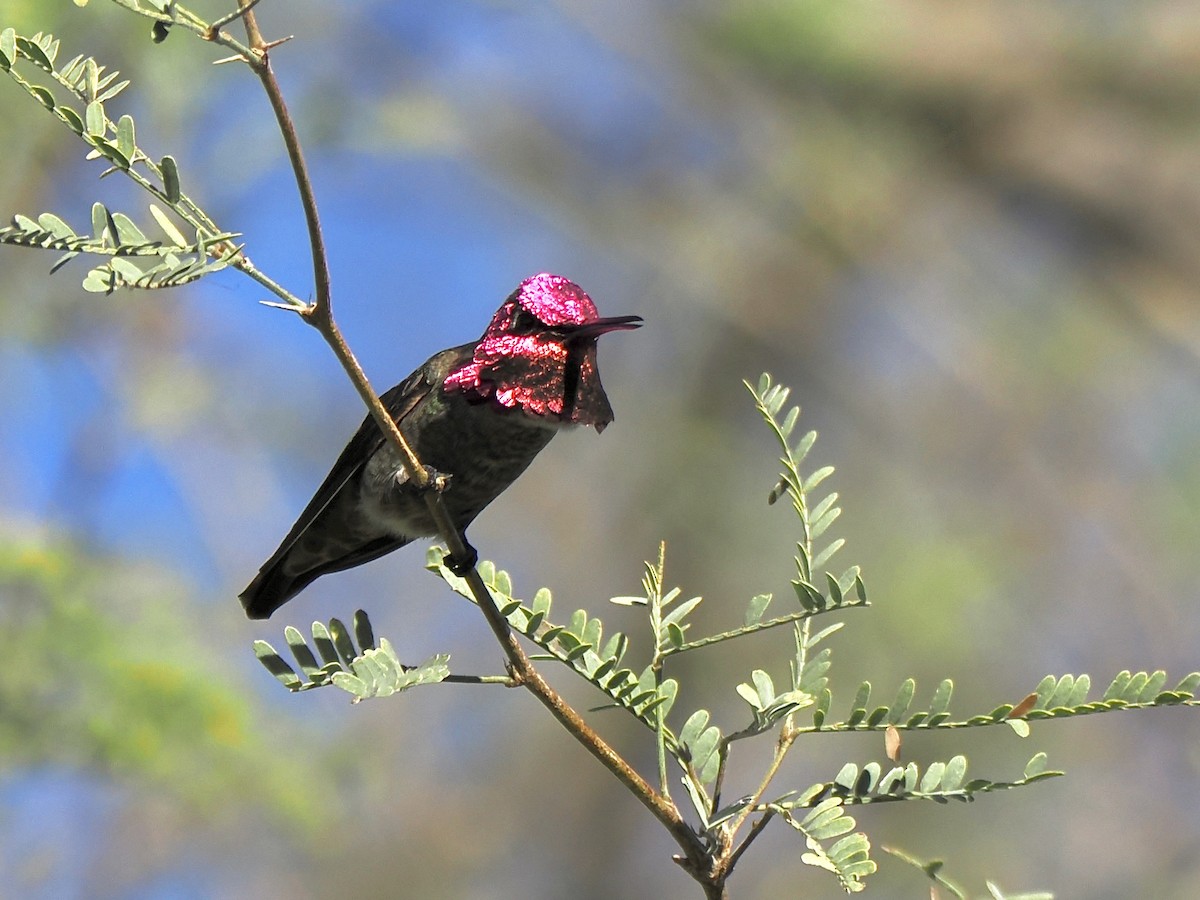 Anna's Hummingbird - ML647058514