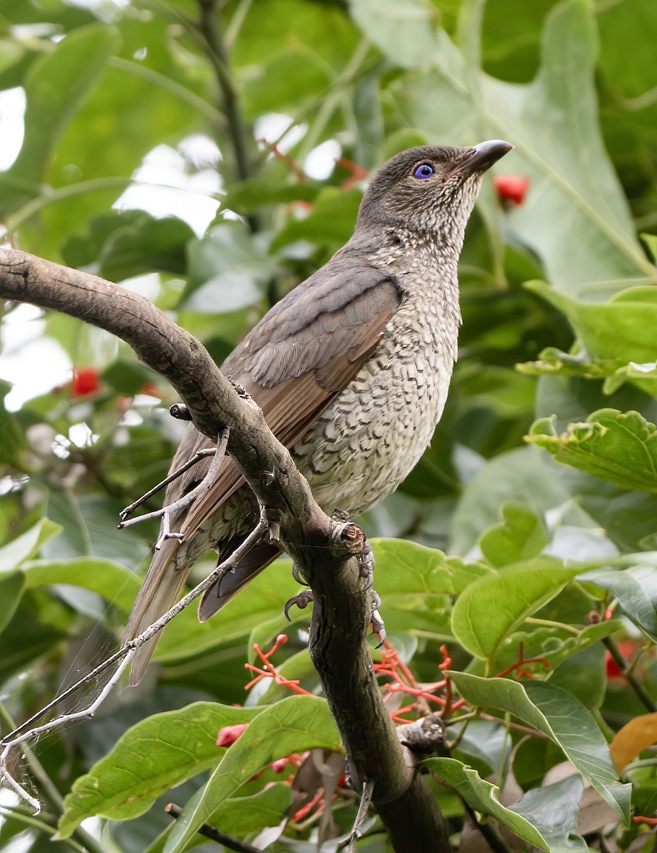 Satin Bowerbird - ML647058516