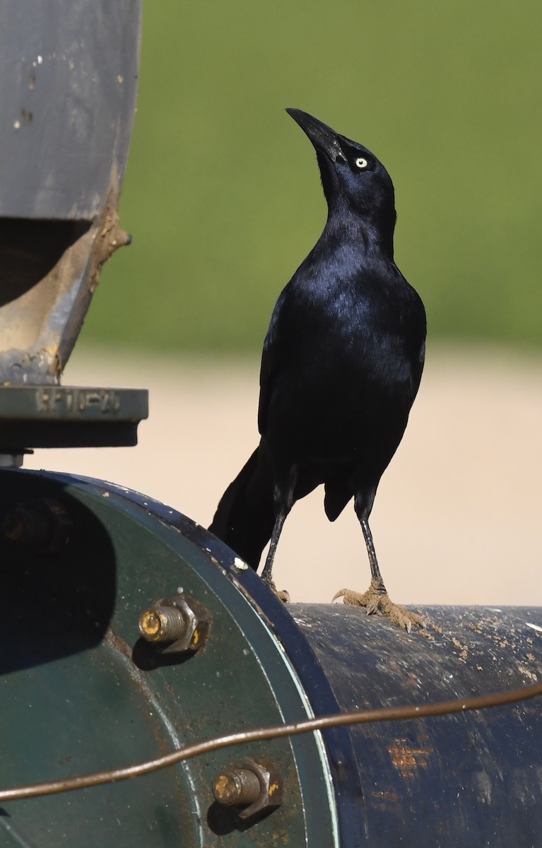 Great-tailed Grackle - ML647058517