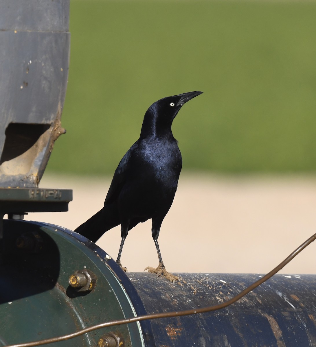 Great-tailed Grackle - ML647058518