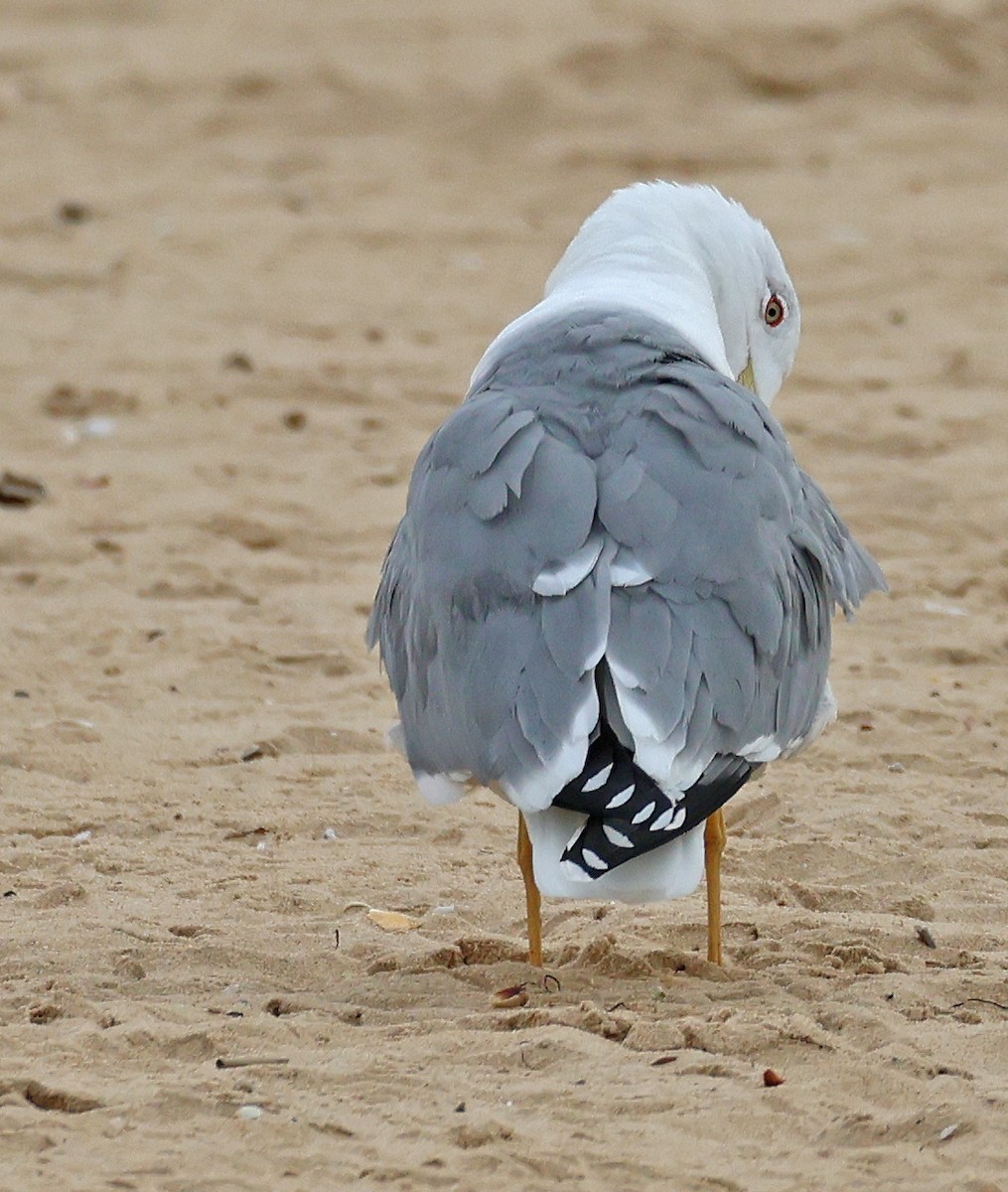Yellow-legged Gull - ML647058519