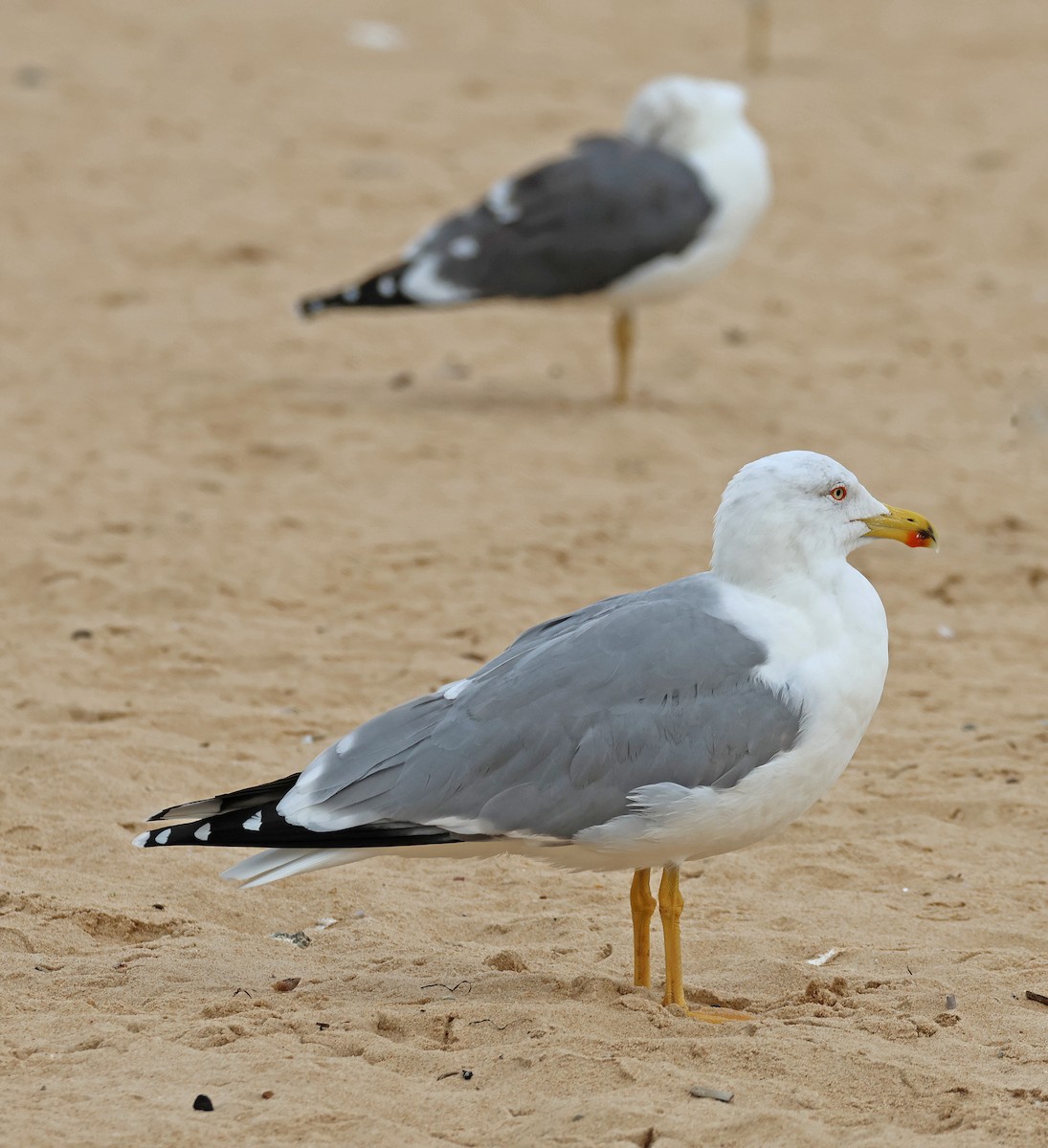 Yellow-legged Gull - ML647058520