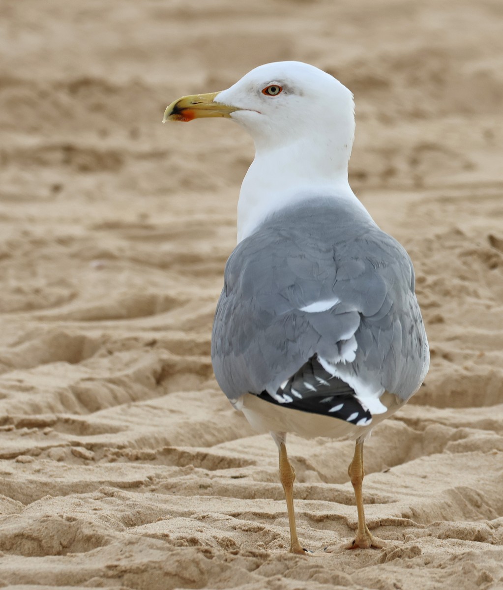 Yellow-legged Gull - ML647058521