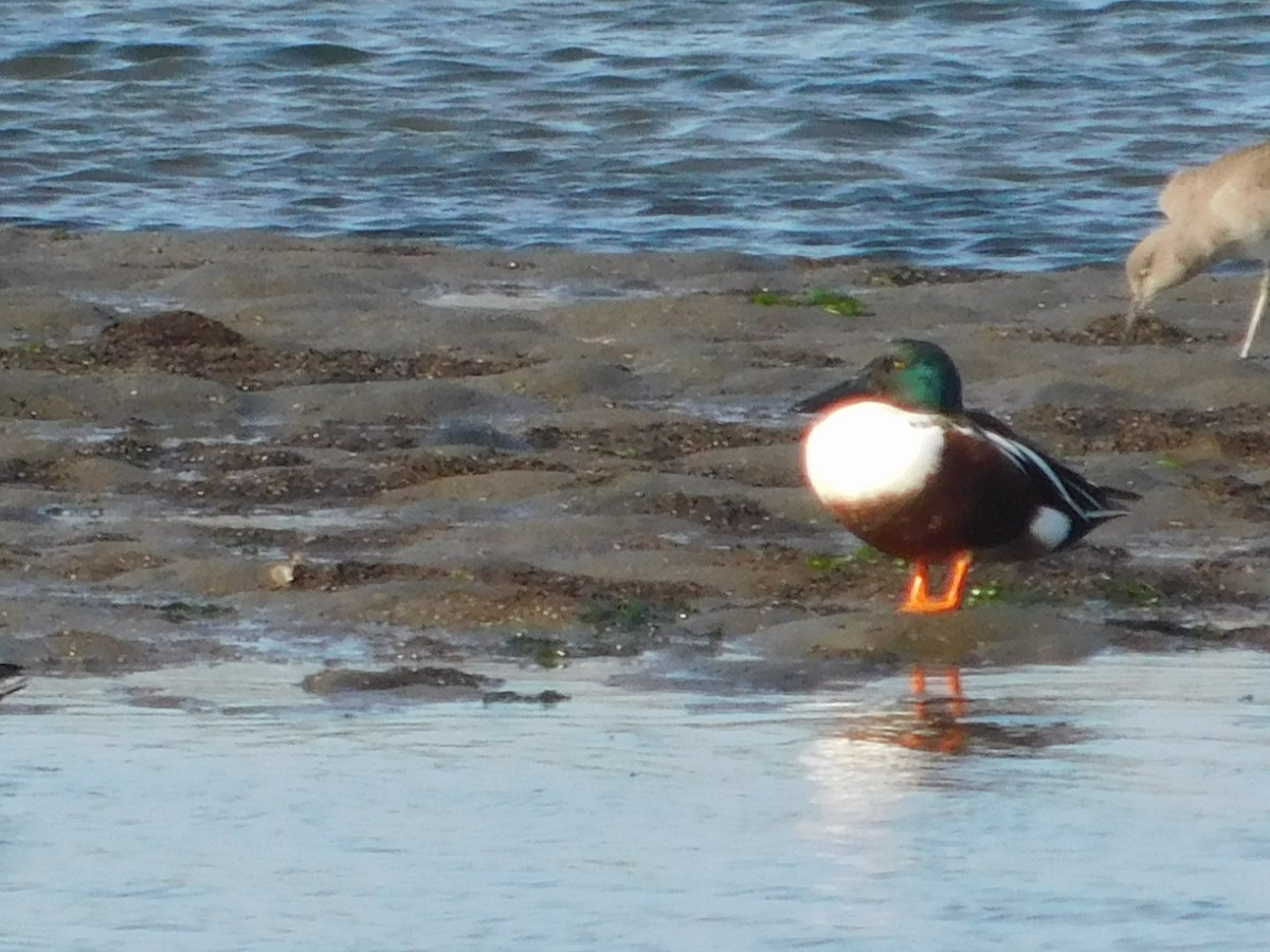 Northern Shoveler - ML647058523