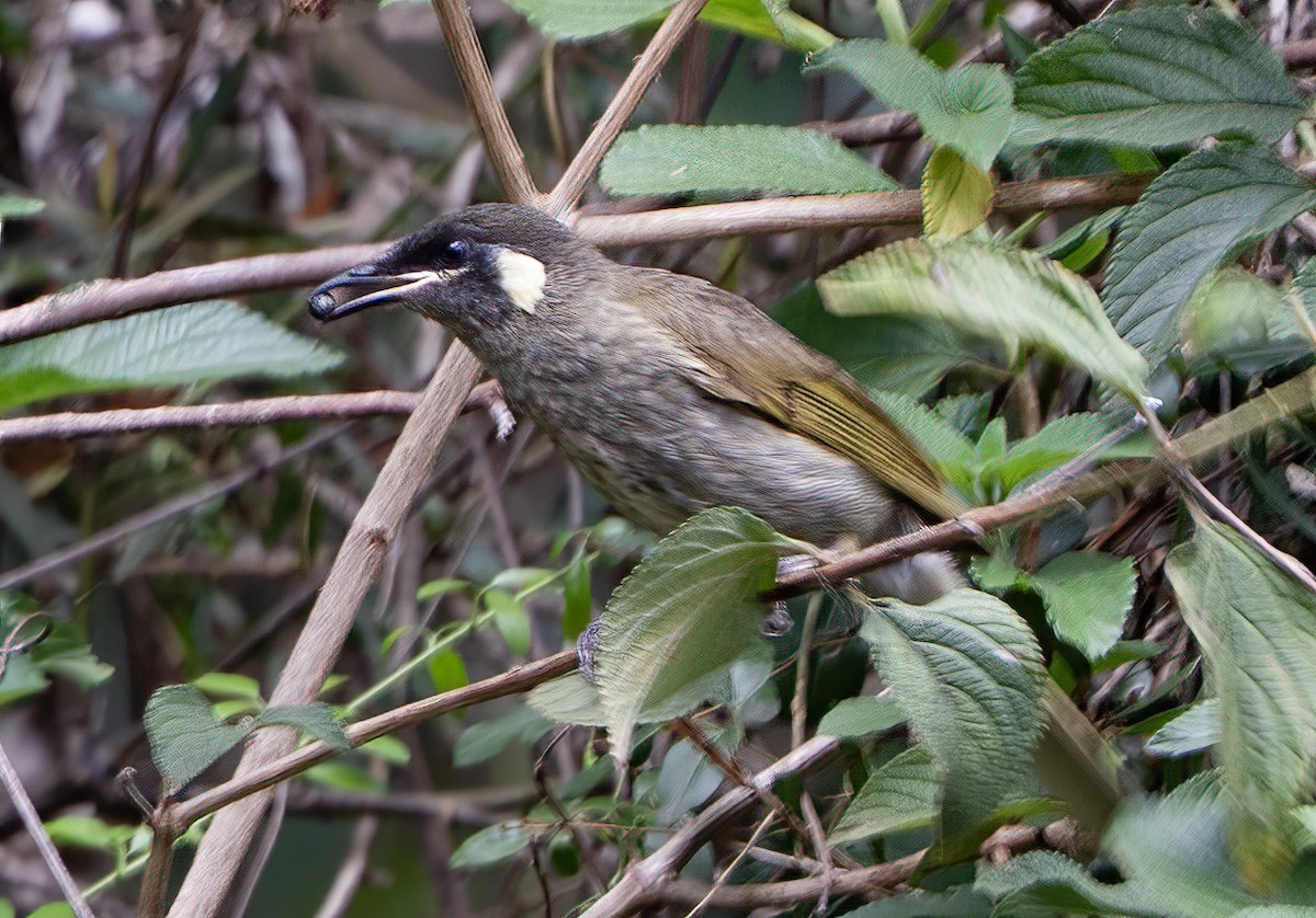 Lewin's Honeyeater - ML647058524