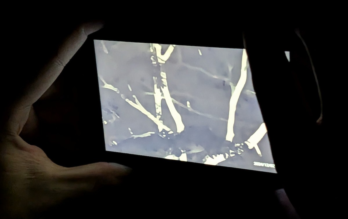 Mottled Owl (Mottled) - ML647058525