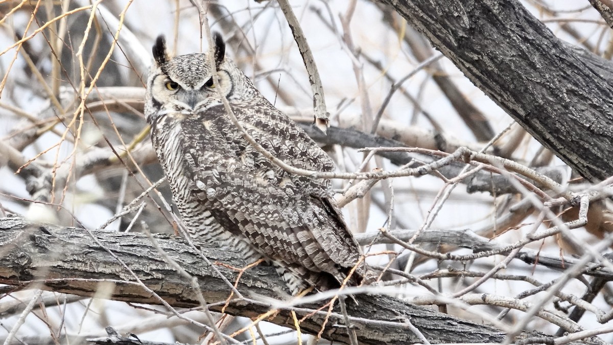 Great Horned Owl - ML647058526