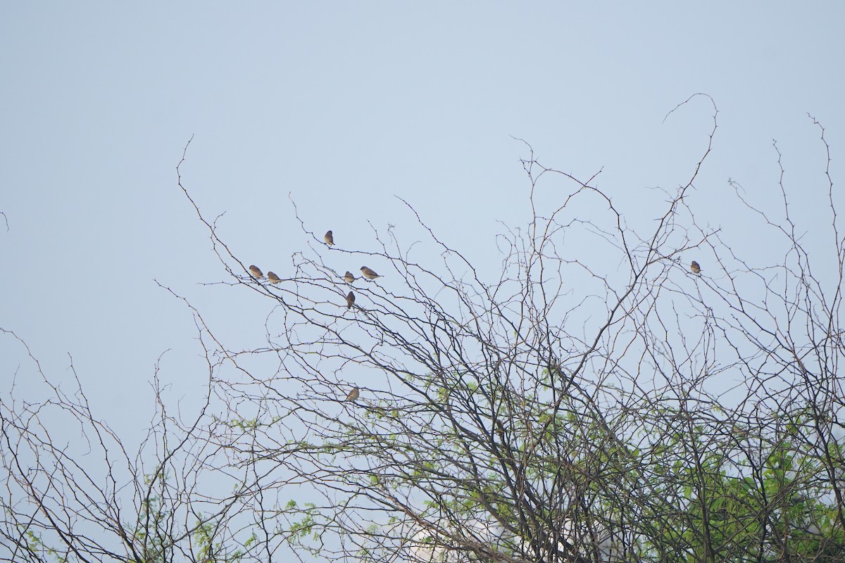 Indian Silverbill - ML647058530
