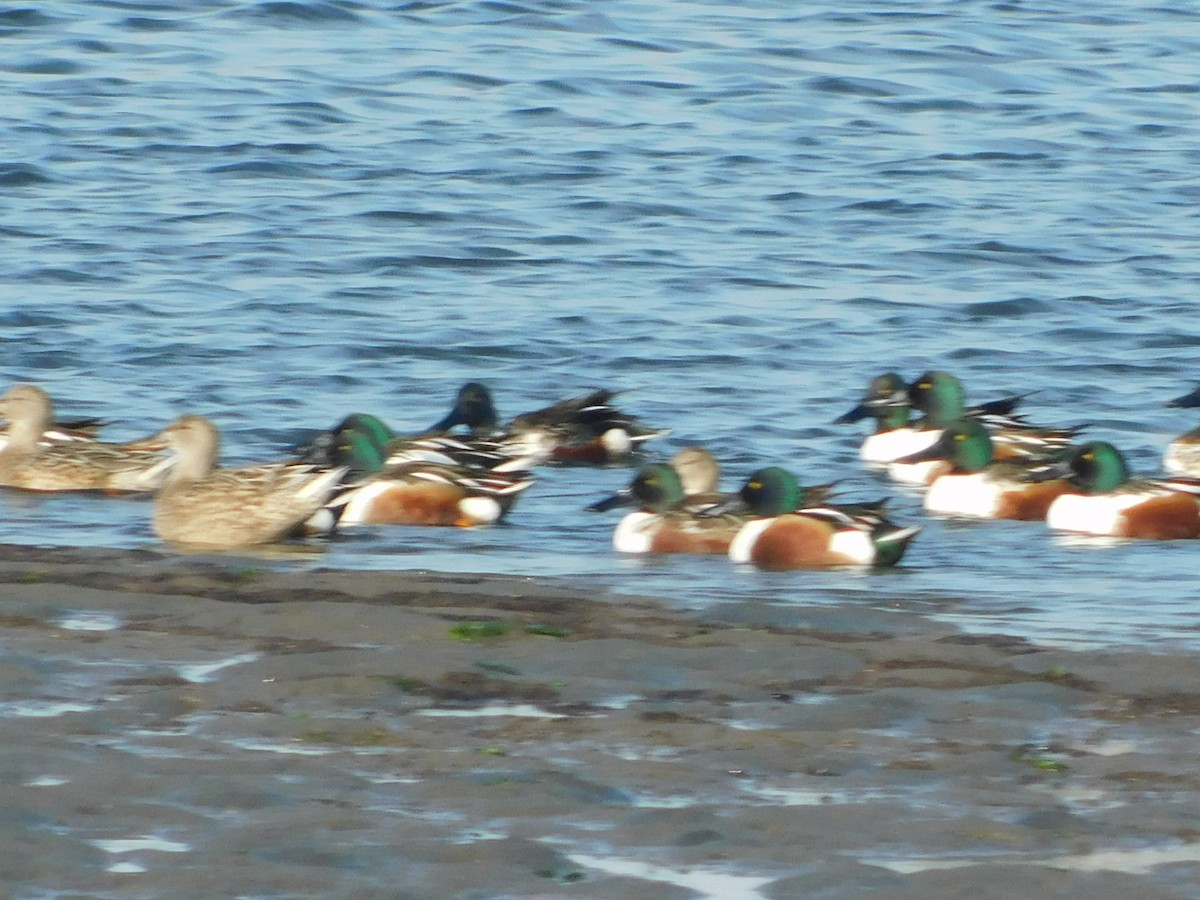 Northern Shoveler - ML647058531