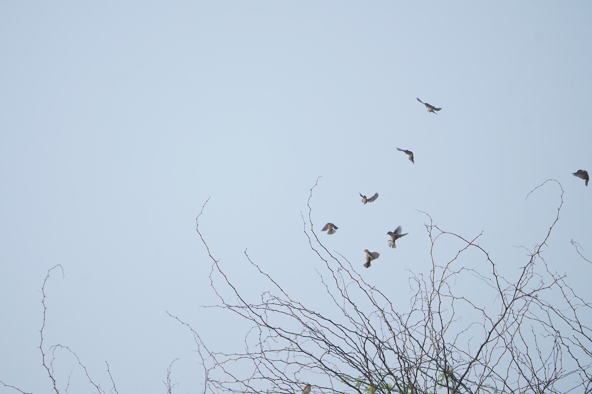 Indian Silverbill - ML647058532