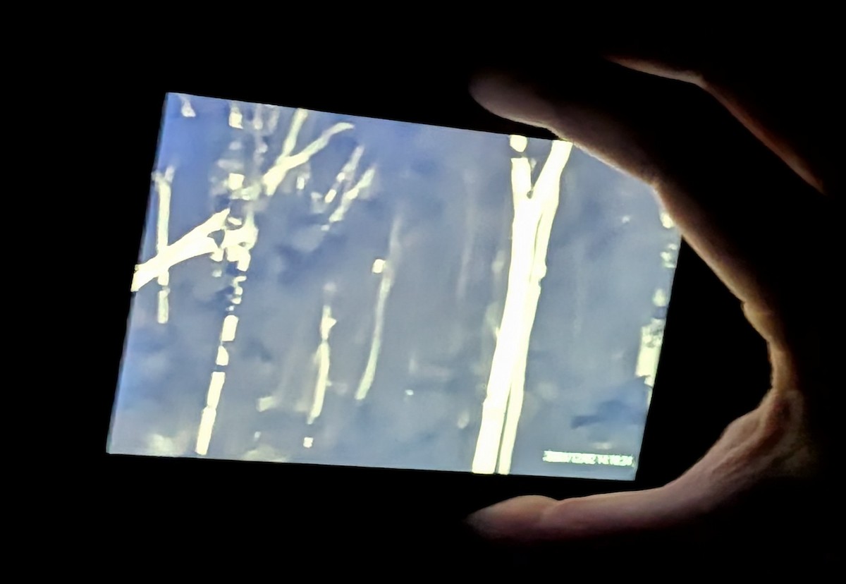 Mottled Owl (Mottled) - ML647058533