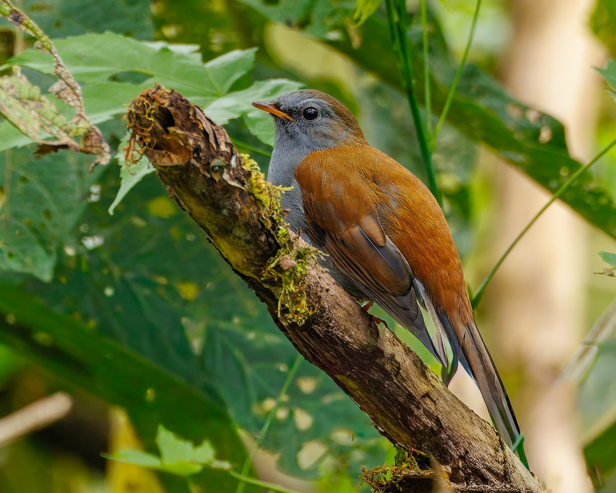 Andean Solitaire (venezuelensis/candelae) - ML647058540