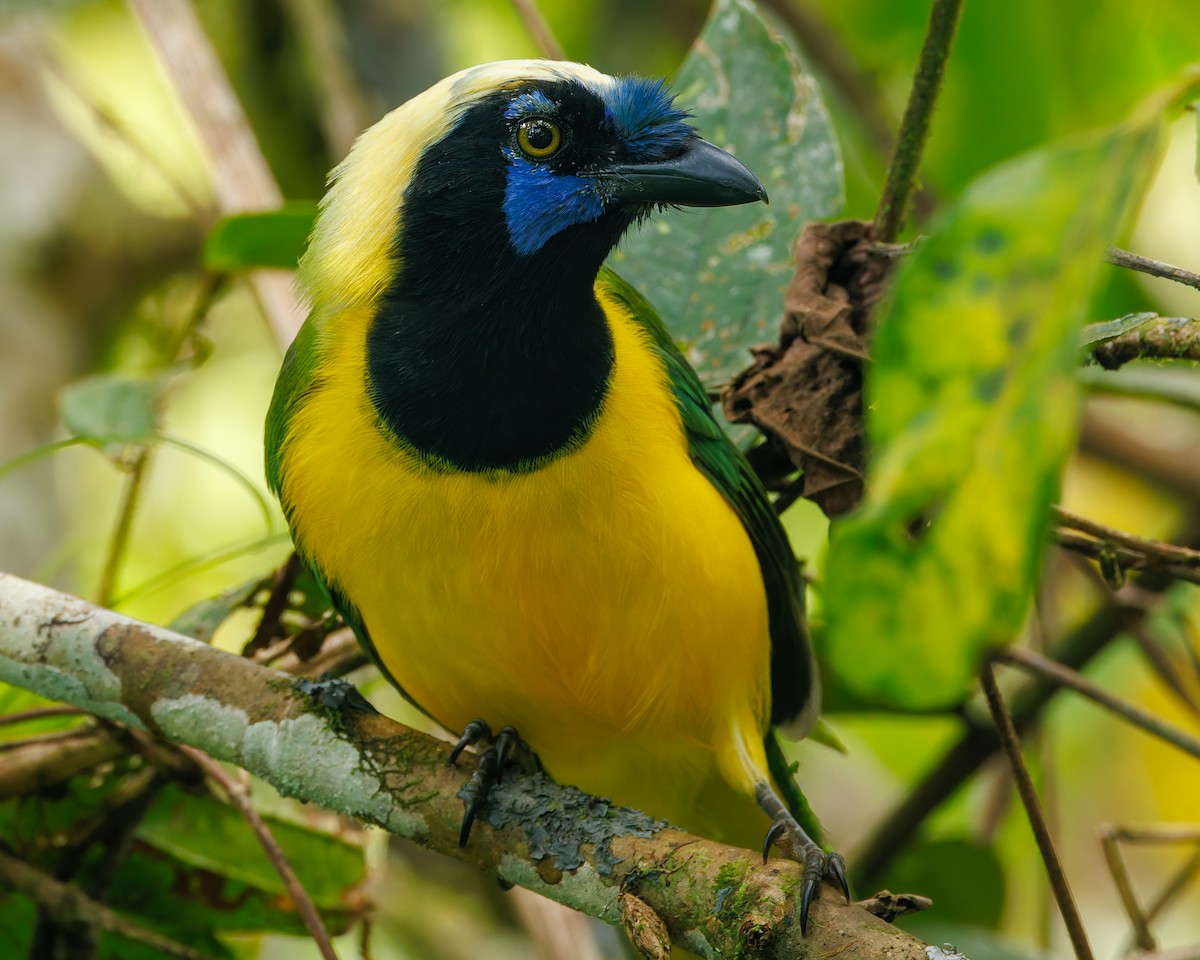 Green Jay (Inca) - ML647058541