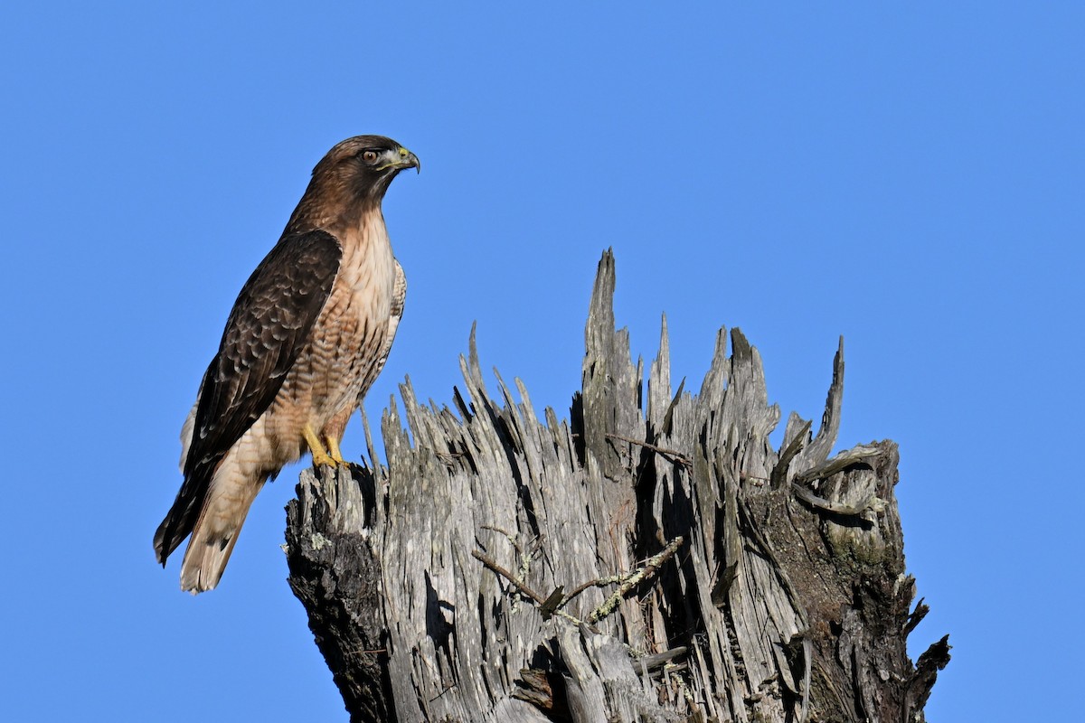 Red-tailed Hawk - ML647058542