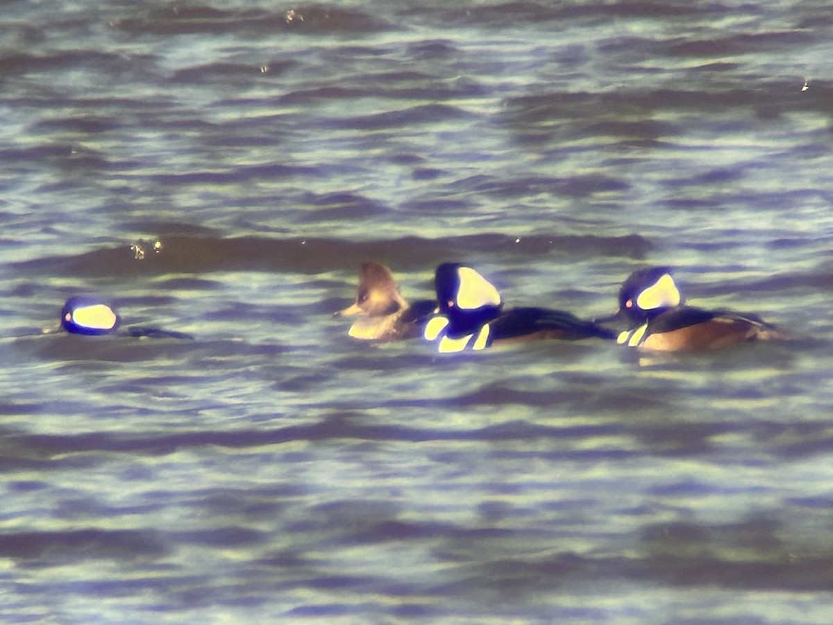 Hooded Merganser - ML647058543