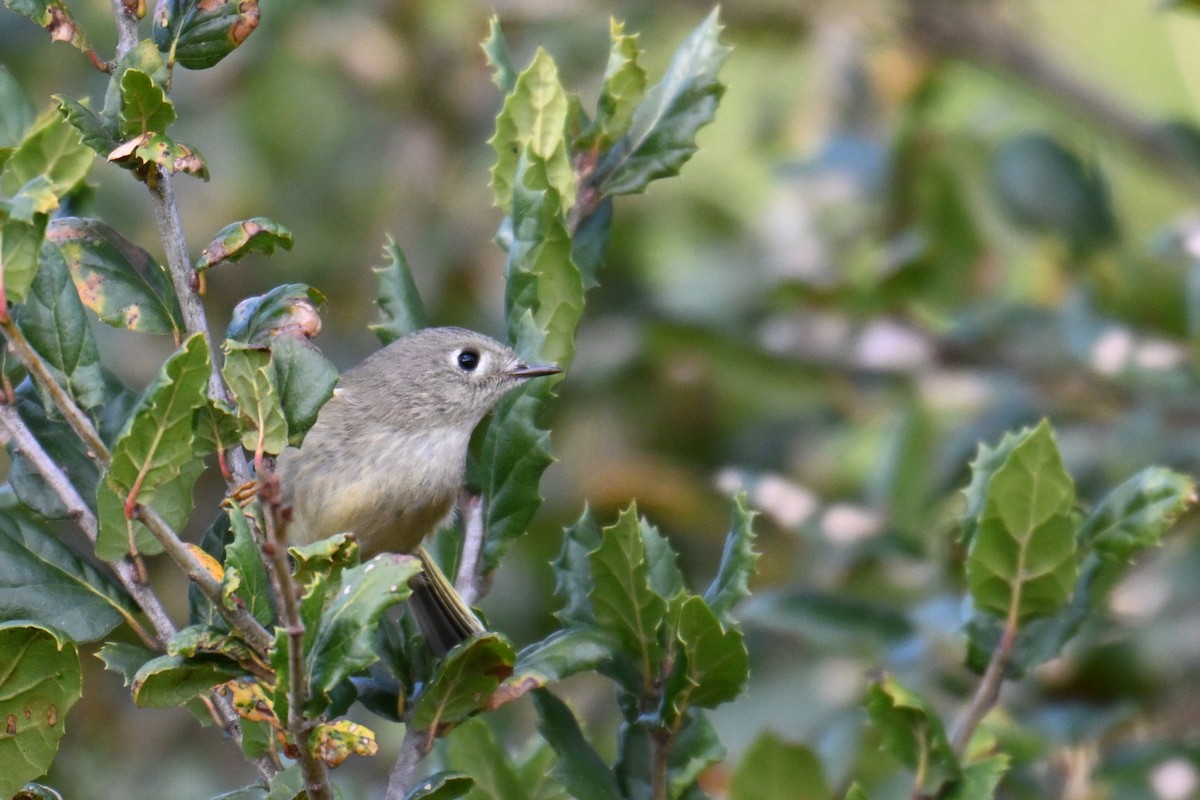 Ruby-crowned Kinglet - ML647058550