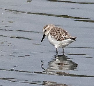 jespák písečný - ML647058558