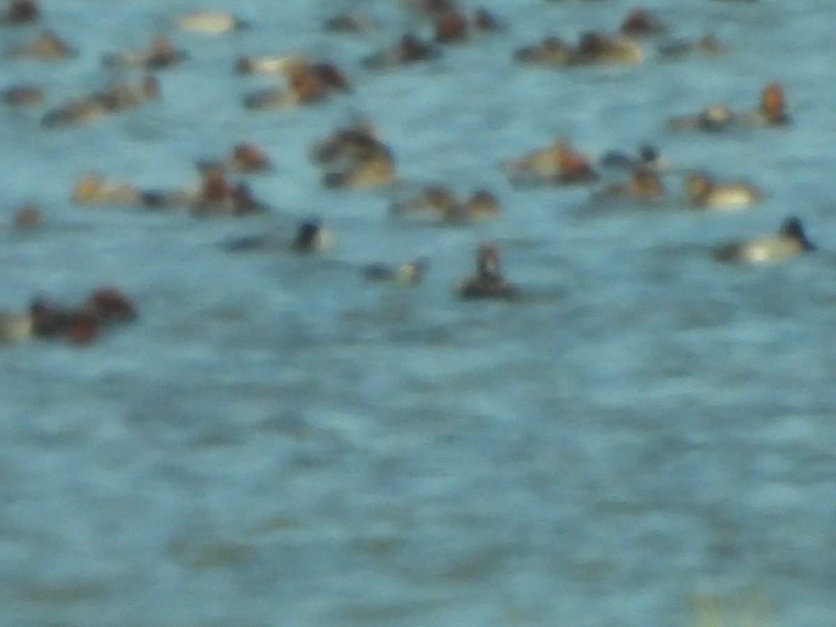 Redhead - ML647058560