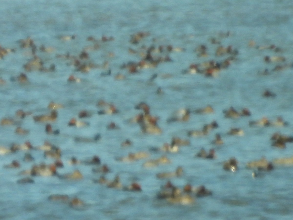 Redhead - ML647058561