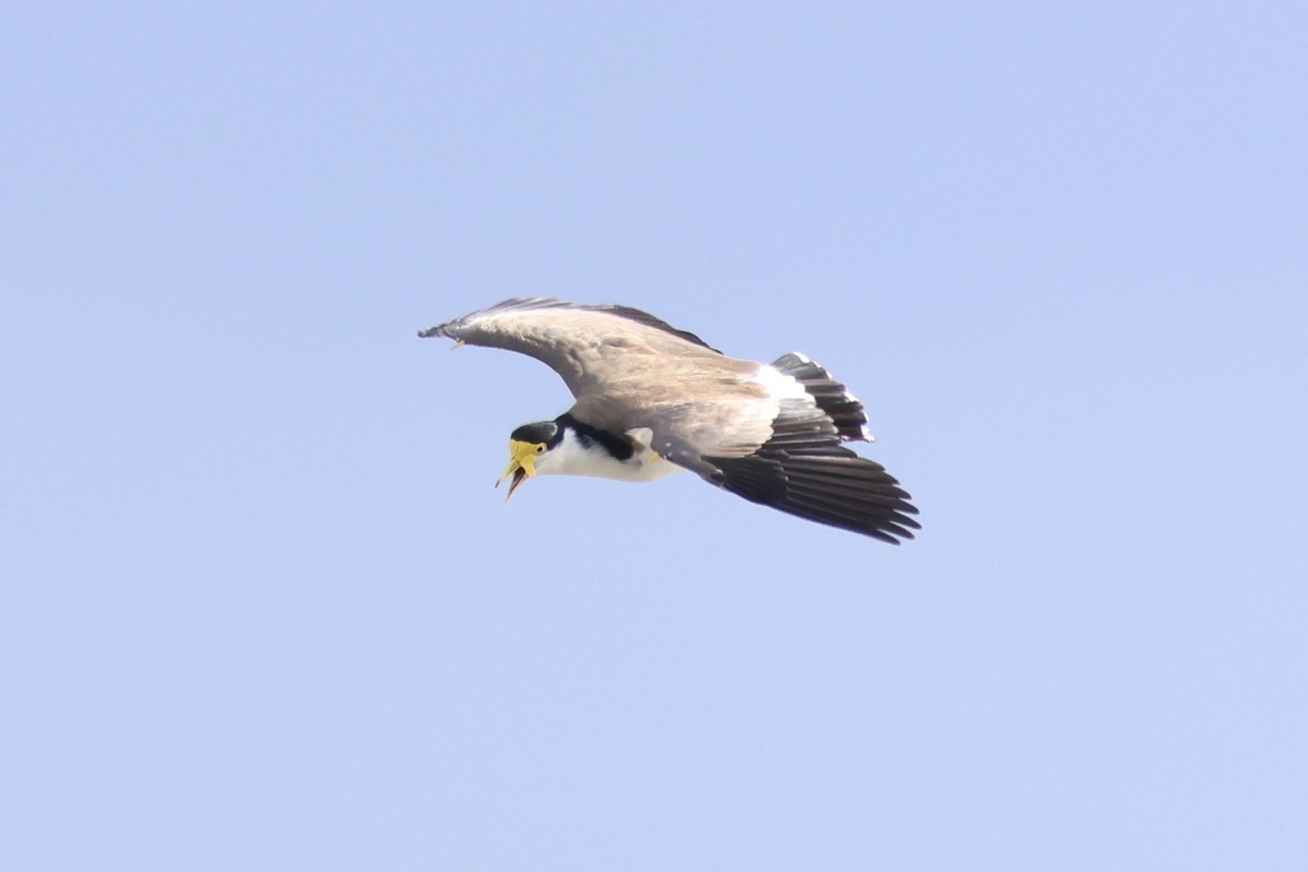 Masked Lapwing (Black-shouldered) - ML647058566