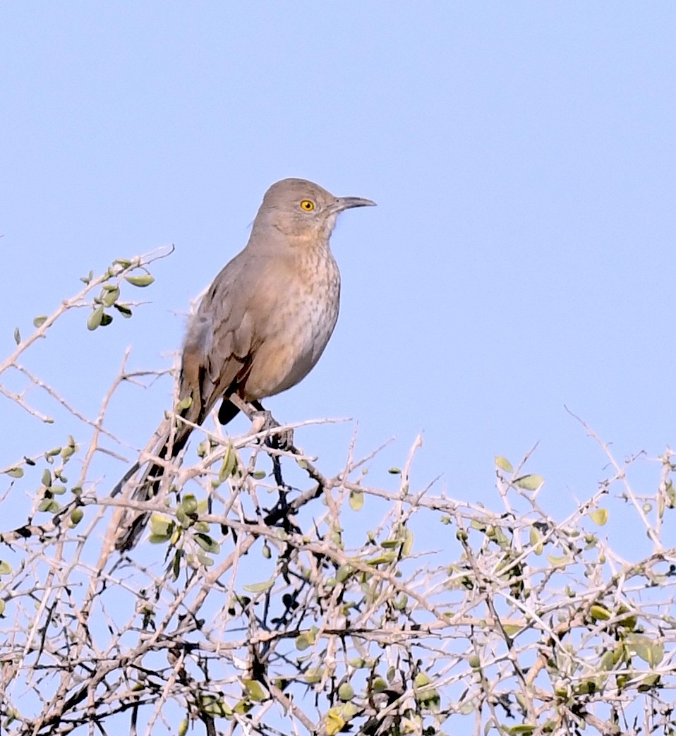 drozdec sonorský - ML647058578