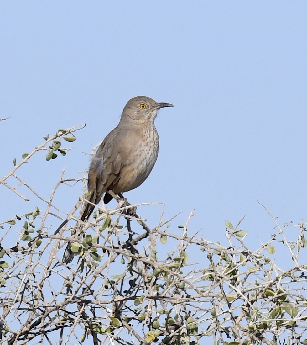 drozdec sonorský - ML647058579