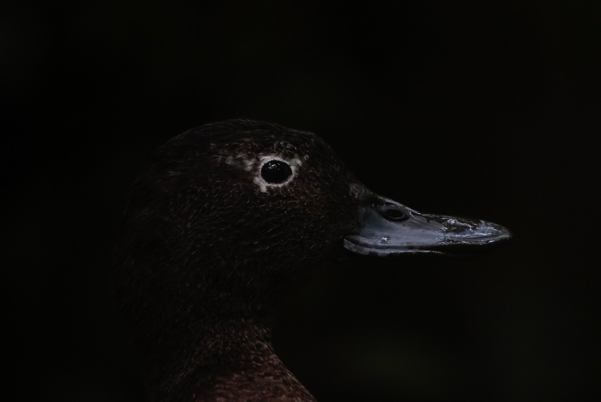 Brown Teal - ML647058581