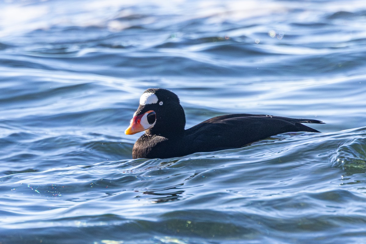 brilleand - ML647058593