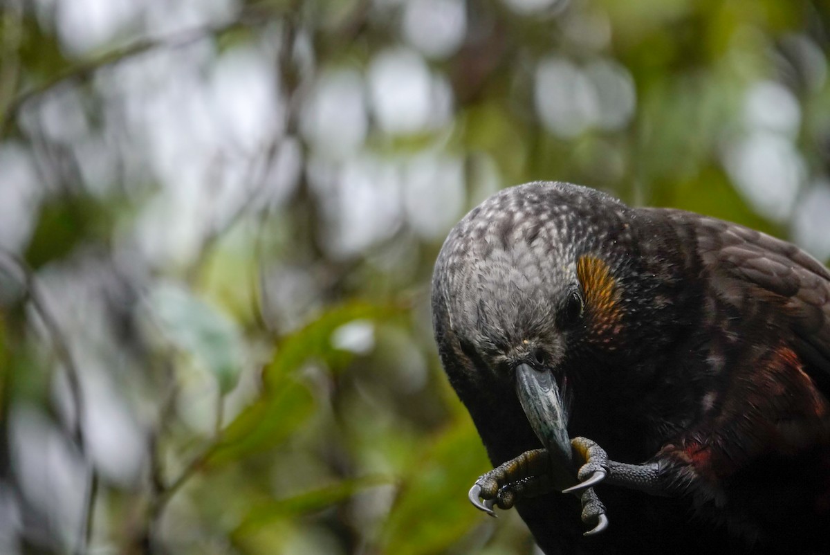 New Zealand Kaka - ML647058597