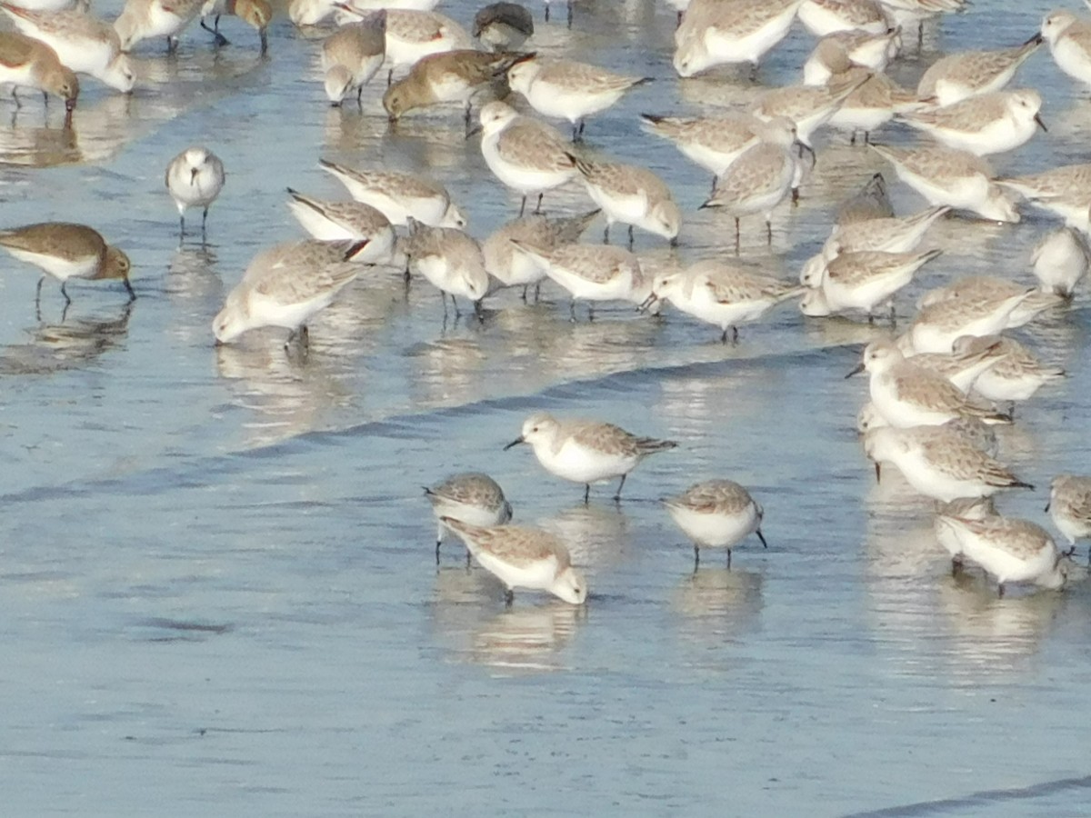 Sanderling - ML647058600