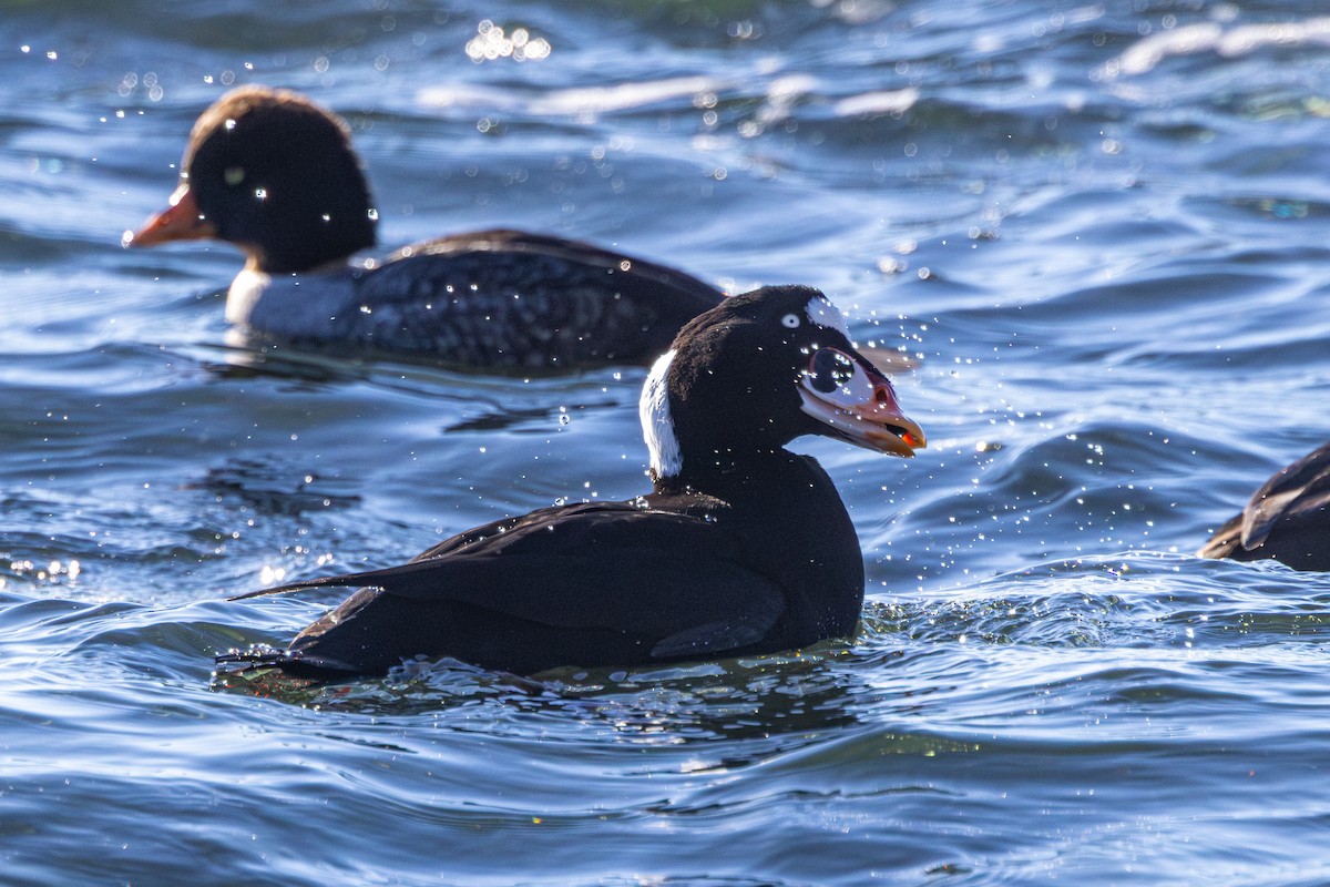 brilleand - ML647058602