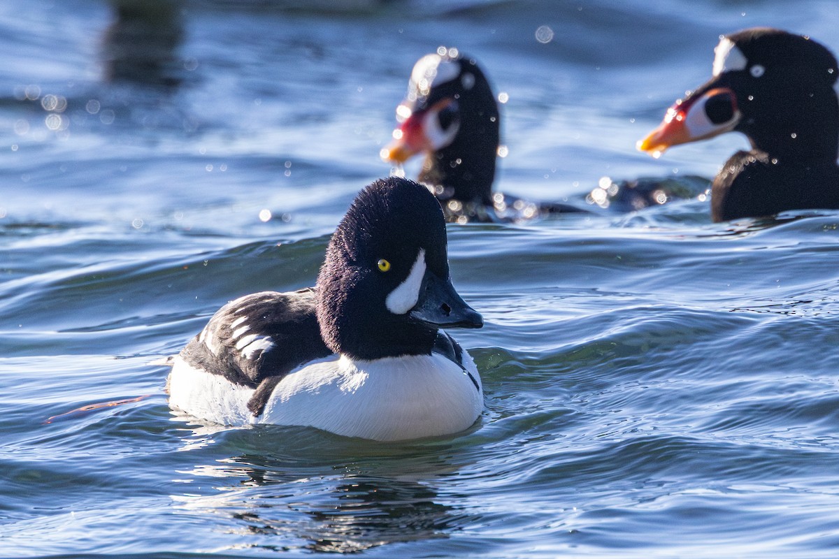 キタホオジロガモ - ML647058607