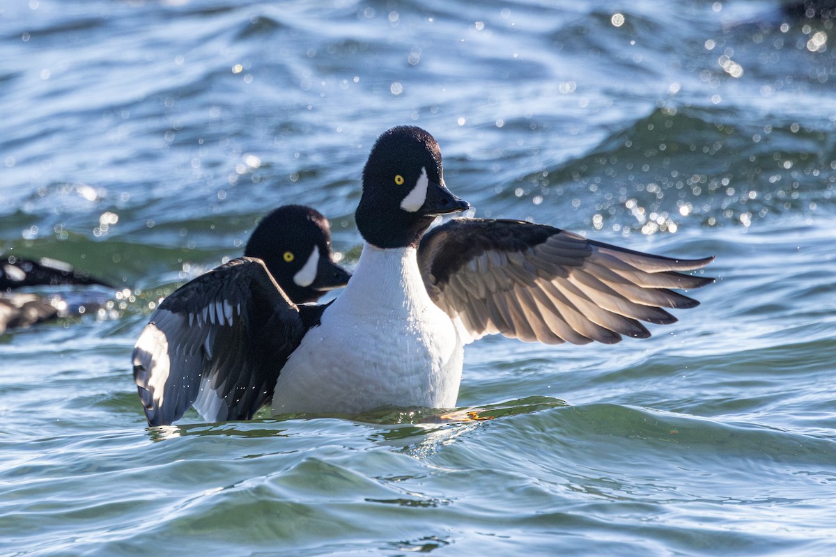 キタホオジロガモ - ML647058608