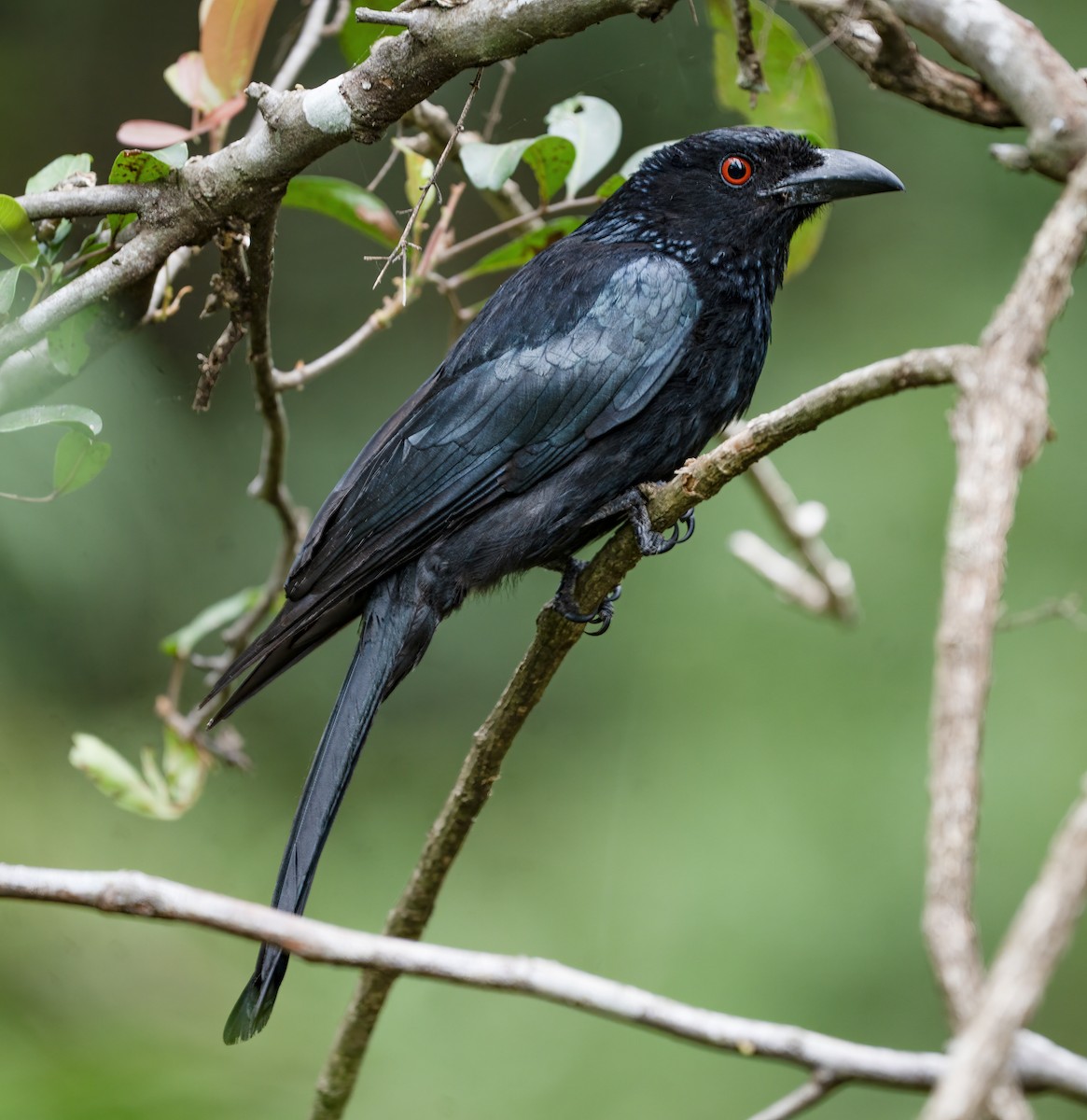 Spangled Drongo - ML647058610