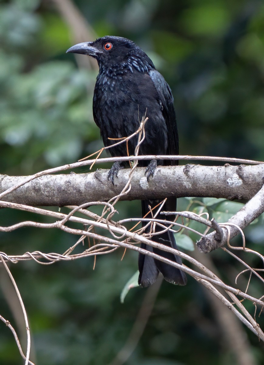 Spangled Drongo - ML647058611
