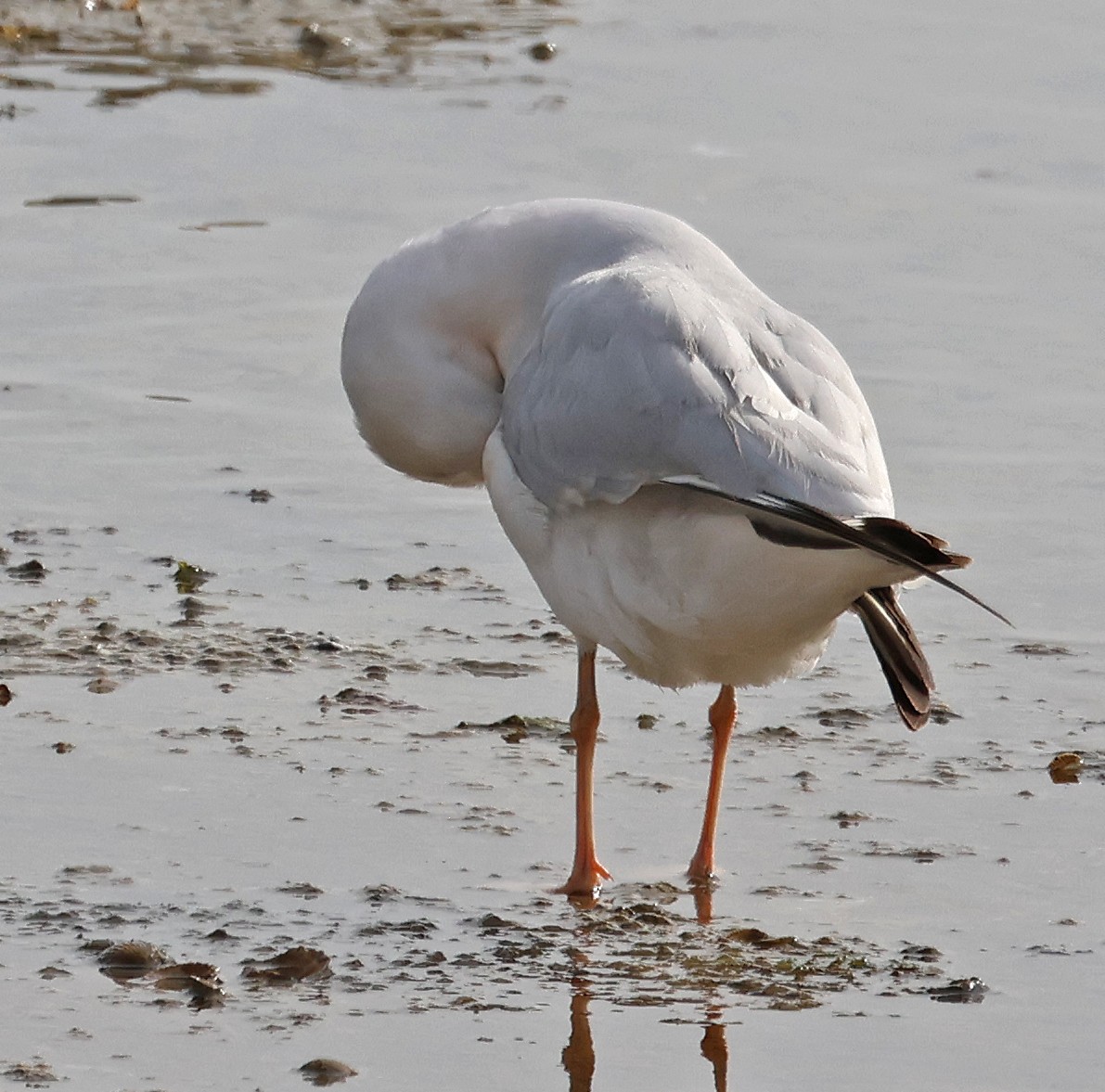 racek tenkozobý - ML647058612