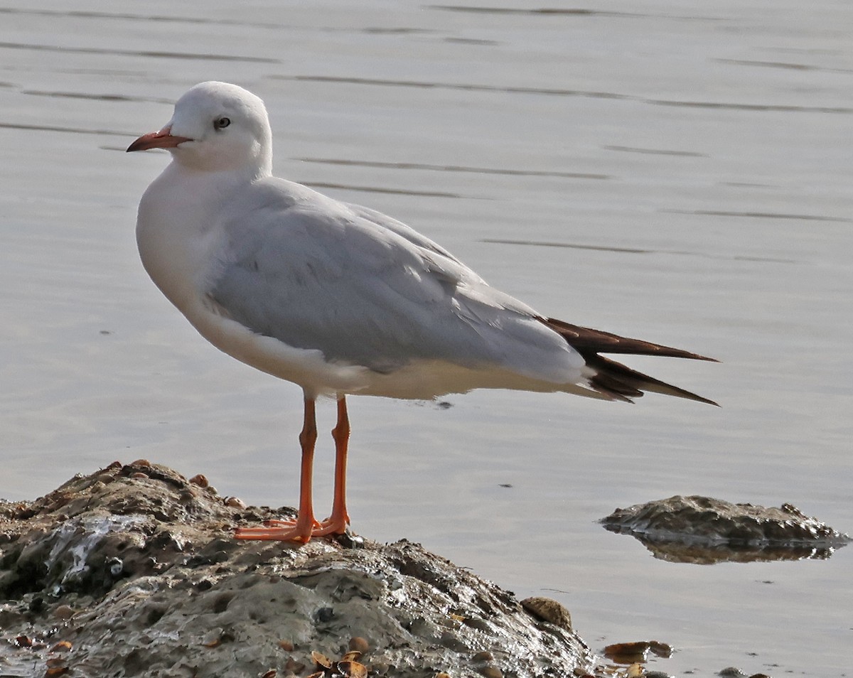 racek tenkozobý - ML647058613